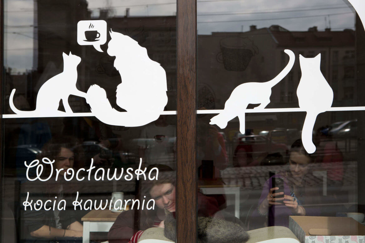 O doskonałości kotów rozważania przy kawie, czyli wizyta w kociej kawiarni